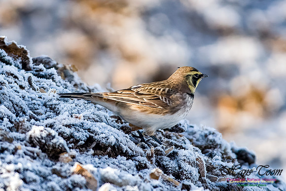 Horned Lark 102