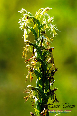 Ragged Fringed Orchid 106