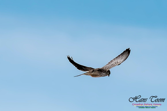 Eurasian Kestrel