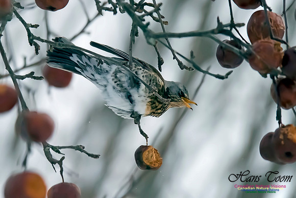 Fieldfare