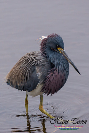 Tricoloured Heron 32
