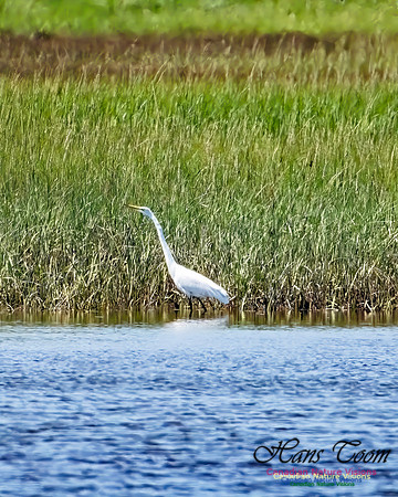 Great Egret 853 copy