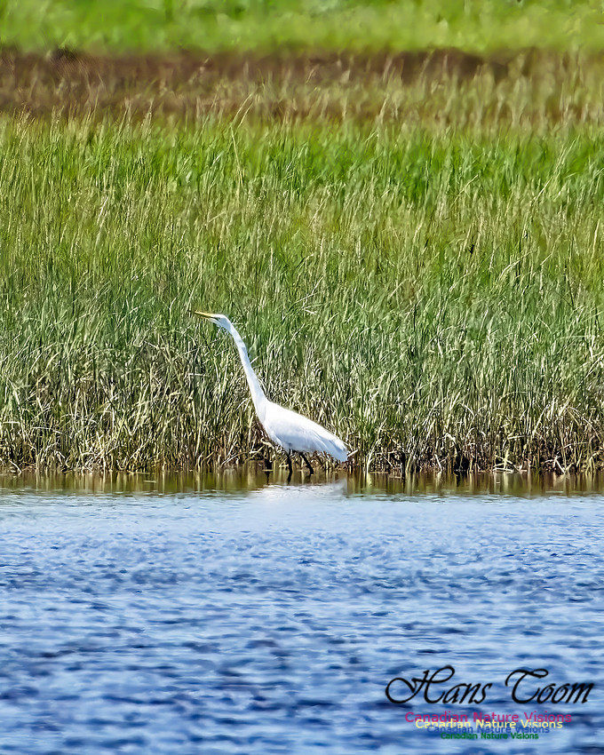 Great Egret 853 copy