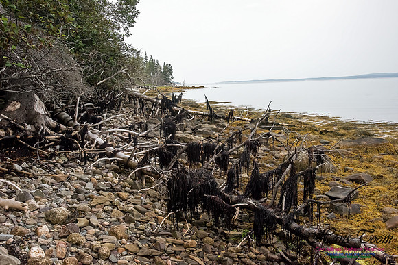 Troop Island Western Shoreline