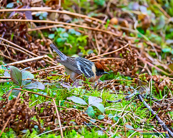 Bay-breasted Warbler 103