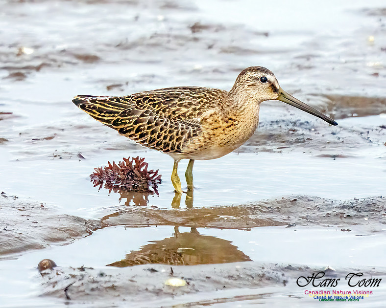 Short-billed Dowitcher 352