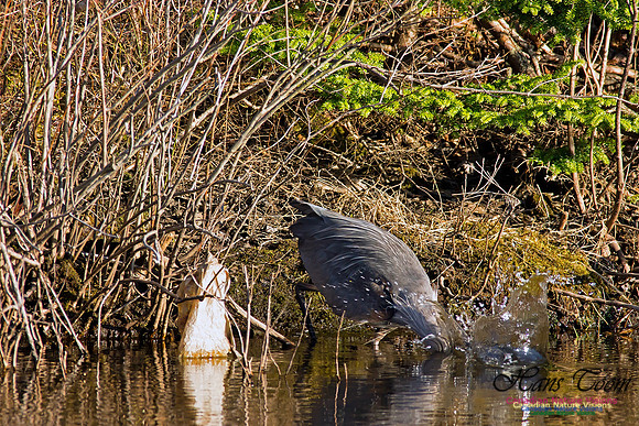 Great Blue Heron