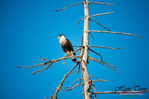 Crested Caracara