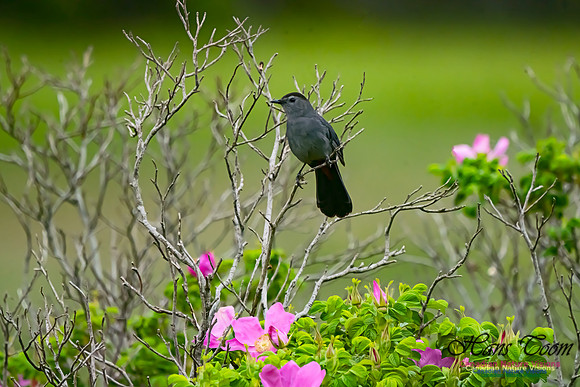 Grey Catbird 102