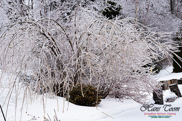 Ice Storm 2022 109