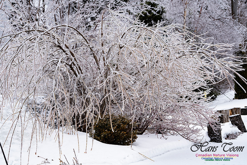 Ice Storm 2022 109