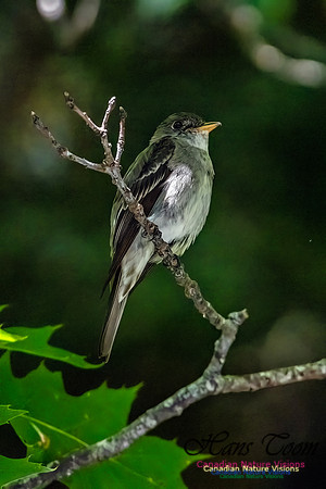 Eastern Wood Pewee 303
