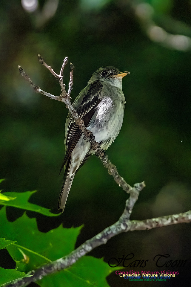 Eastern Wood Pewee 303