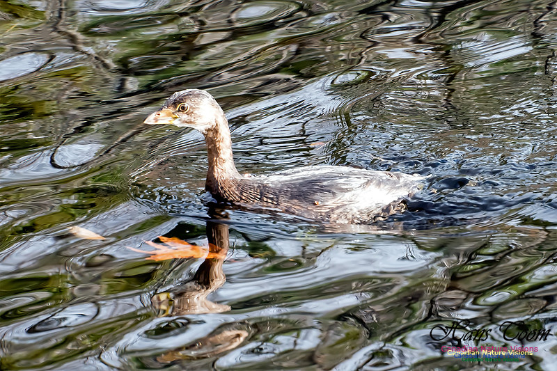 Pied-billed Grebe