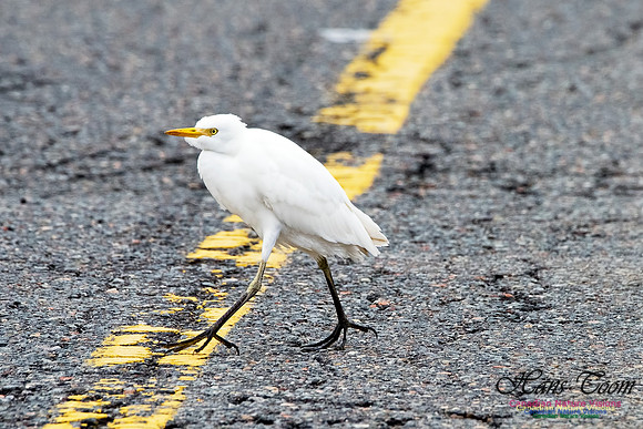 Cattle Egret