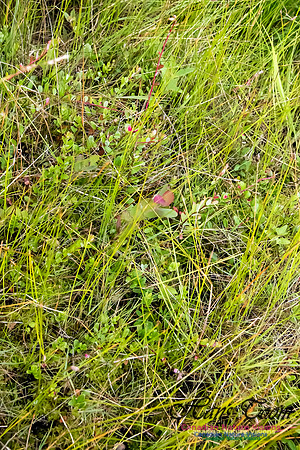 Bog Cranberry