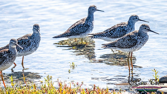 Lesser Yellowlegs 106
