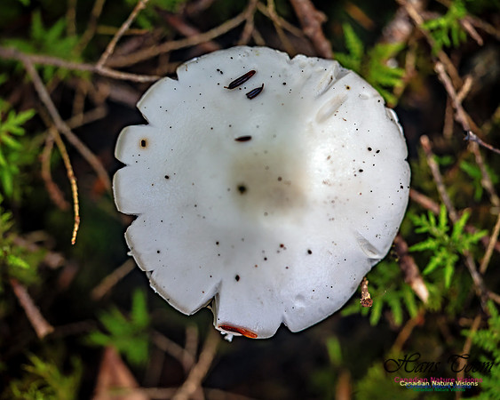 Fungus Walk In the Woodland 124
