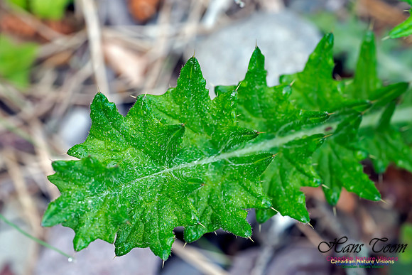 Swamp Thistle