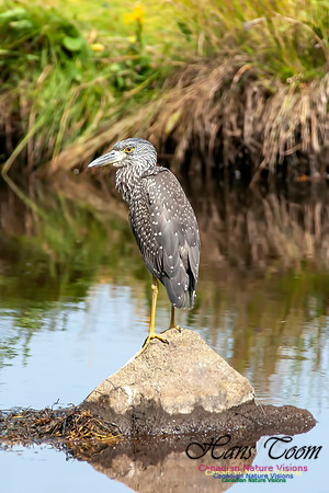 Yellow-crowned Night Heron 5