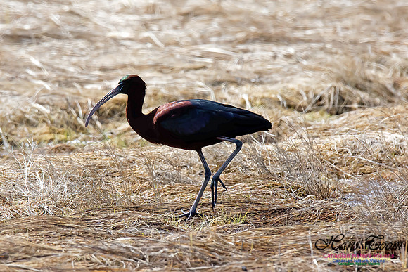 Glossy Ibis