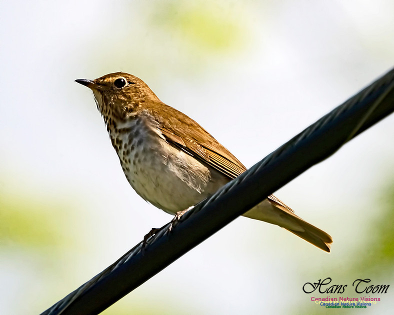 Swainson's Thrush 301