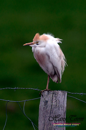 Cattle Egret