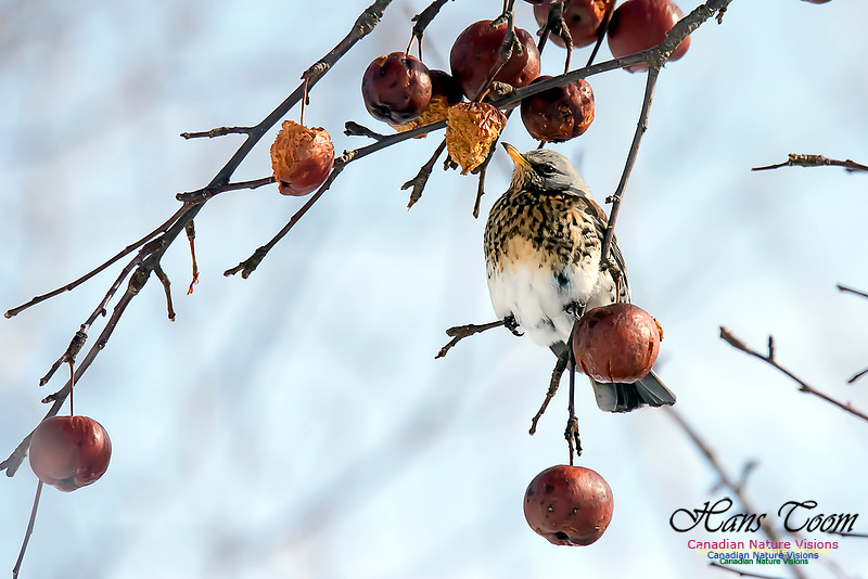 Fieldfare