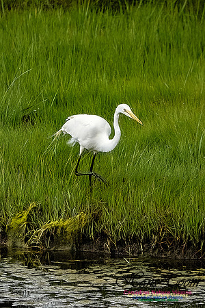 Great Egret 416
