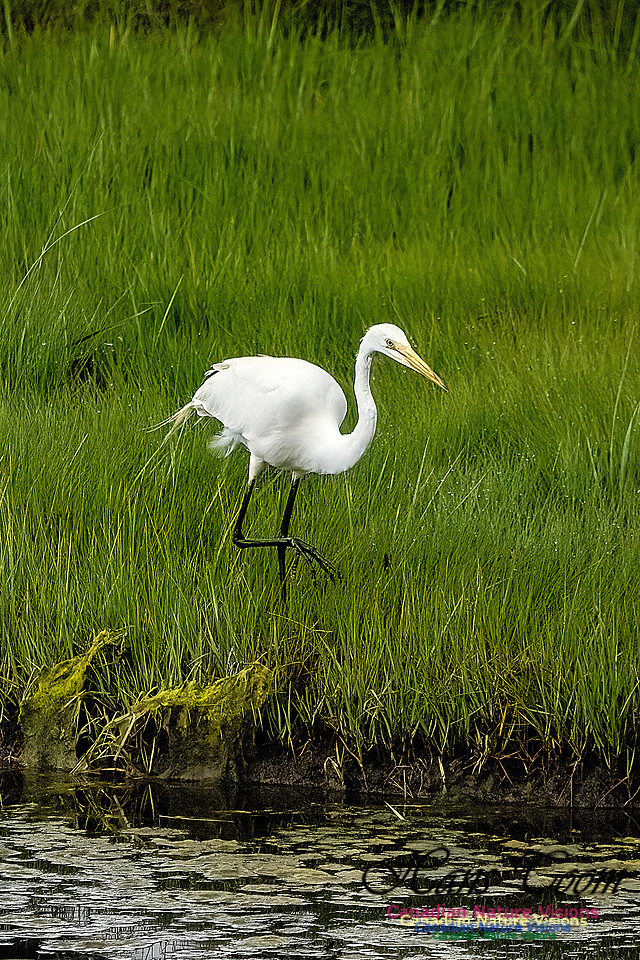 Great Egret 416