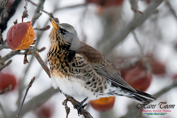 Fieldfare