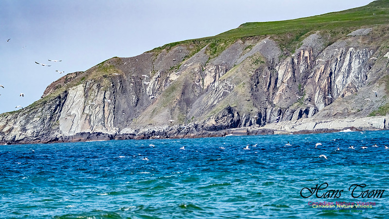 St. Vincent Whales and Gannets 113