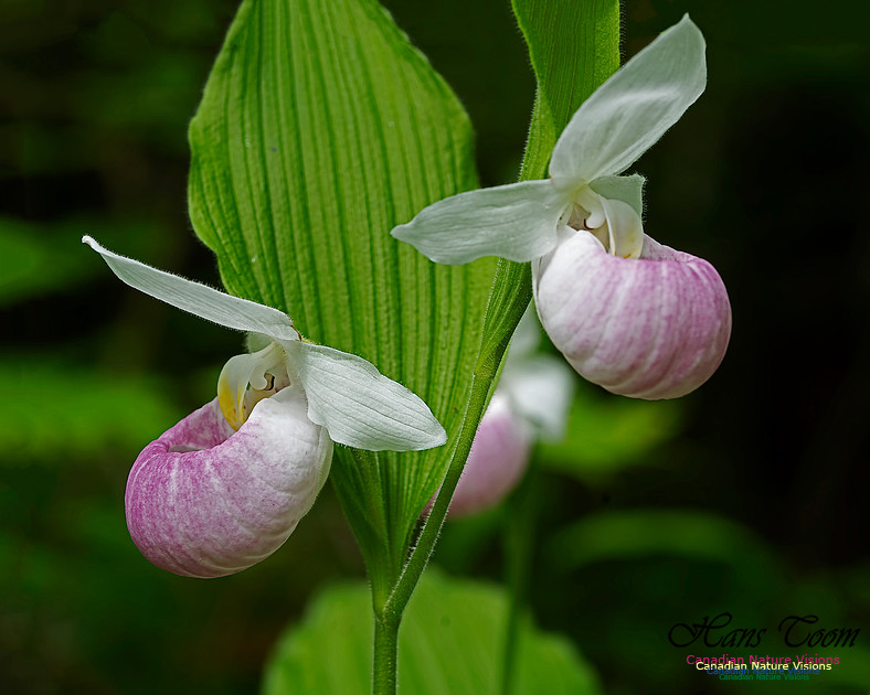 Showy Lady's Slipper Orchid 100