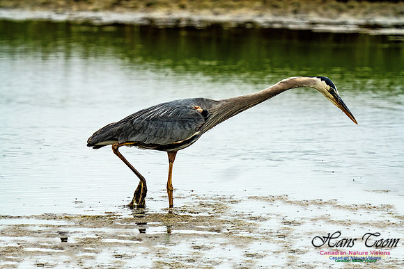 Great Blue Heron 704