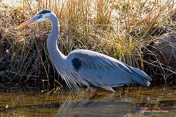 Great Blue Heron