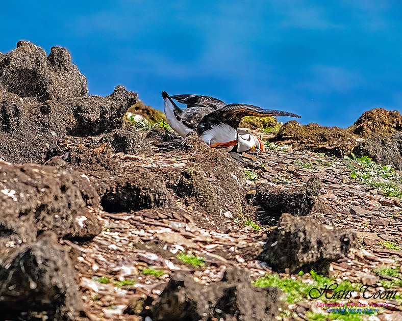 Elliston and Atlantic Puffins 139