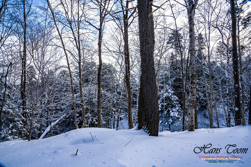 Some Winter Scenes 108