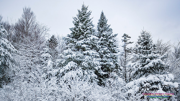December Snow Scenes in Nova Scotia 113
