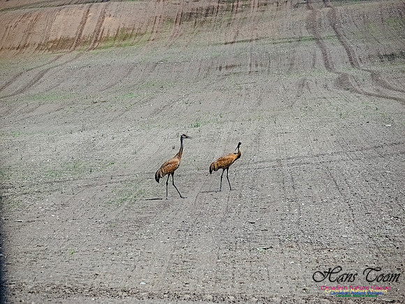 Sandhill Cranes 714