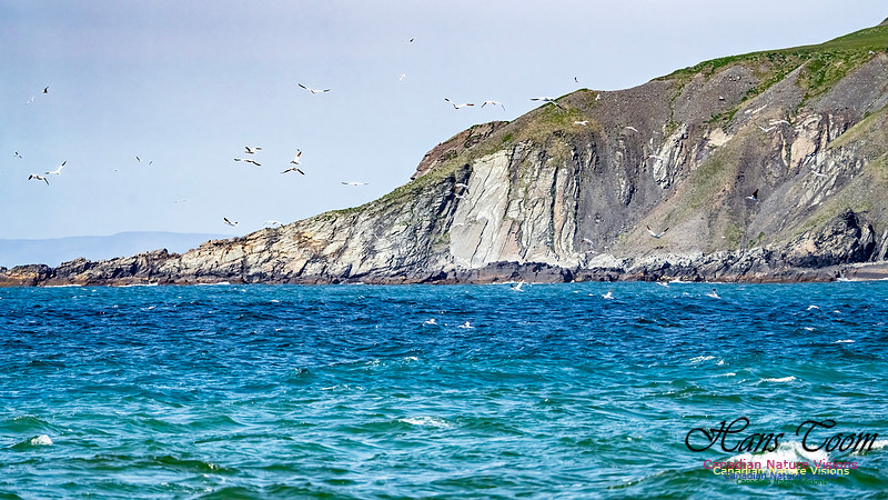 St. Vincent Whales and Gannets 112