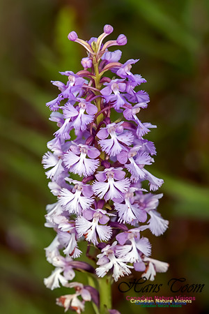 Large Purple Fringed Orchid