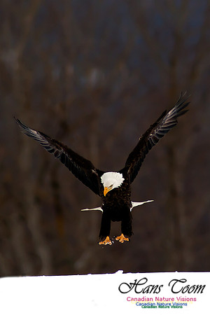 Bald Eagle