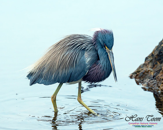 Tricoloured Heron 54