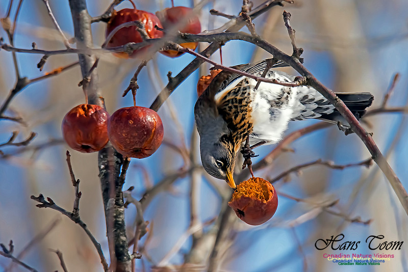 Fieldfare