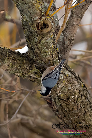 White-breasted Nuthatch 101