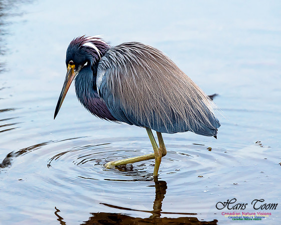 Tricoloured Heron 50