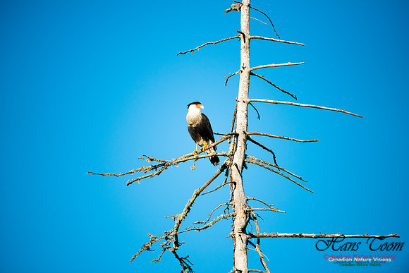 Crested Caracara