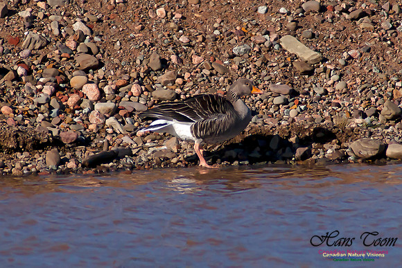 Graylag Goose