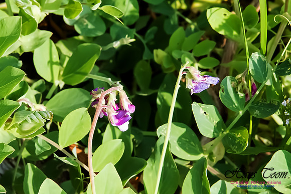 Sea Pea