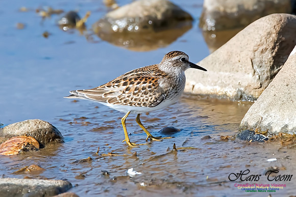 Least Sandpiper